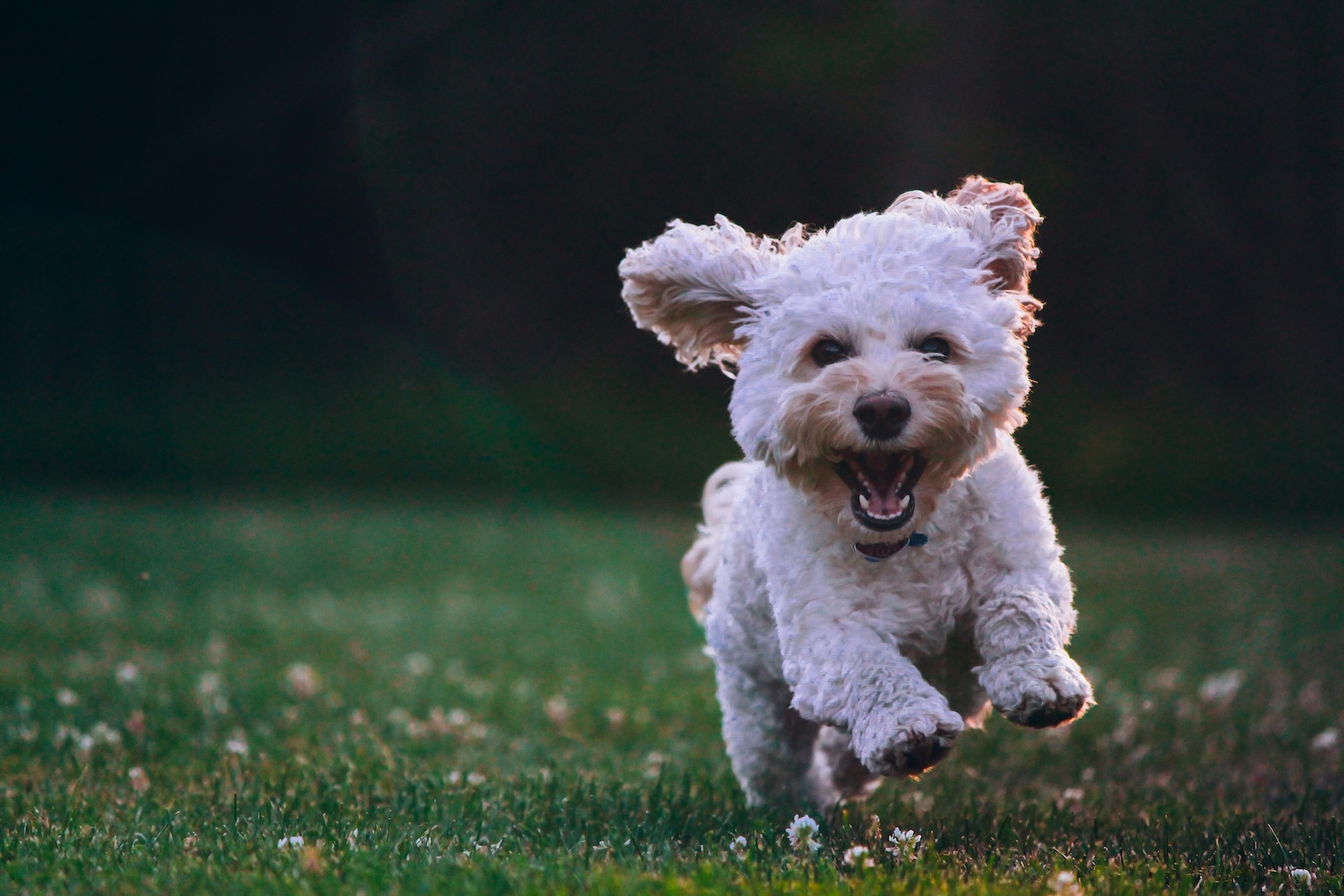 A small, fluffy white dog runs across a grassy field with its mouth open and ears flapping.